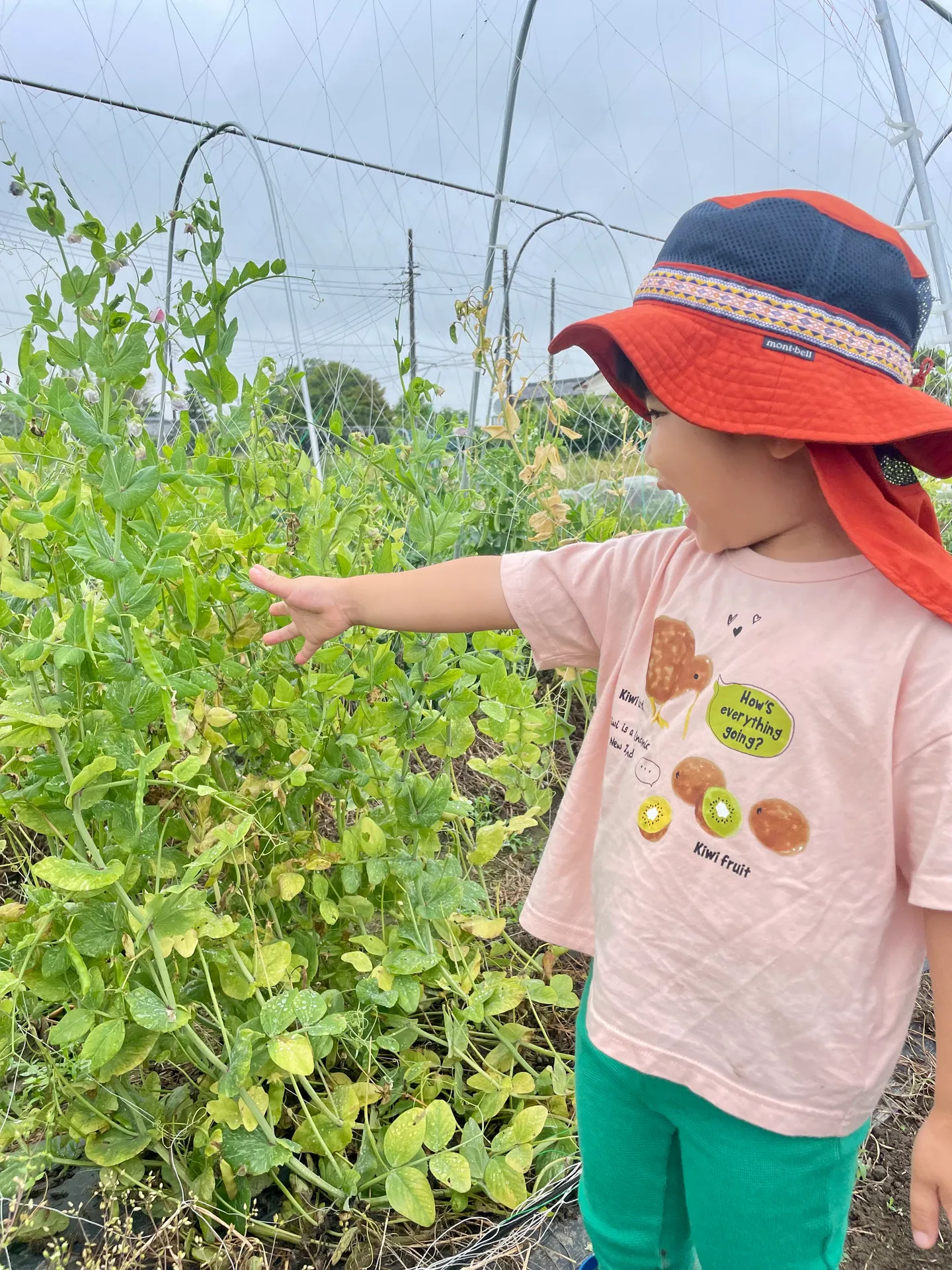 【埼玉・鴻巣】有機農業の畑で野菜セットをつくろう！(収穫体験)画像