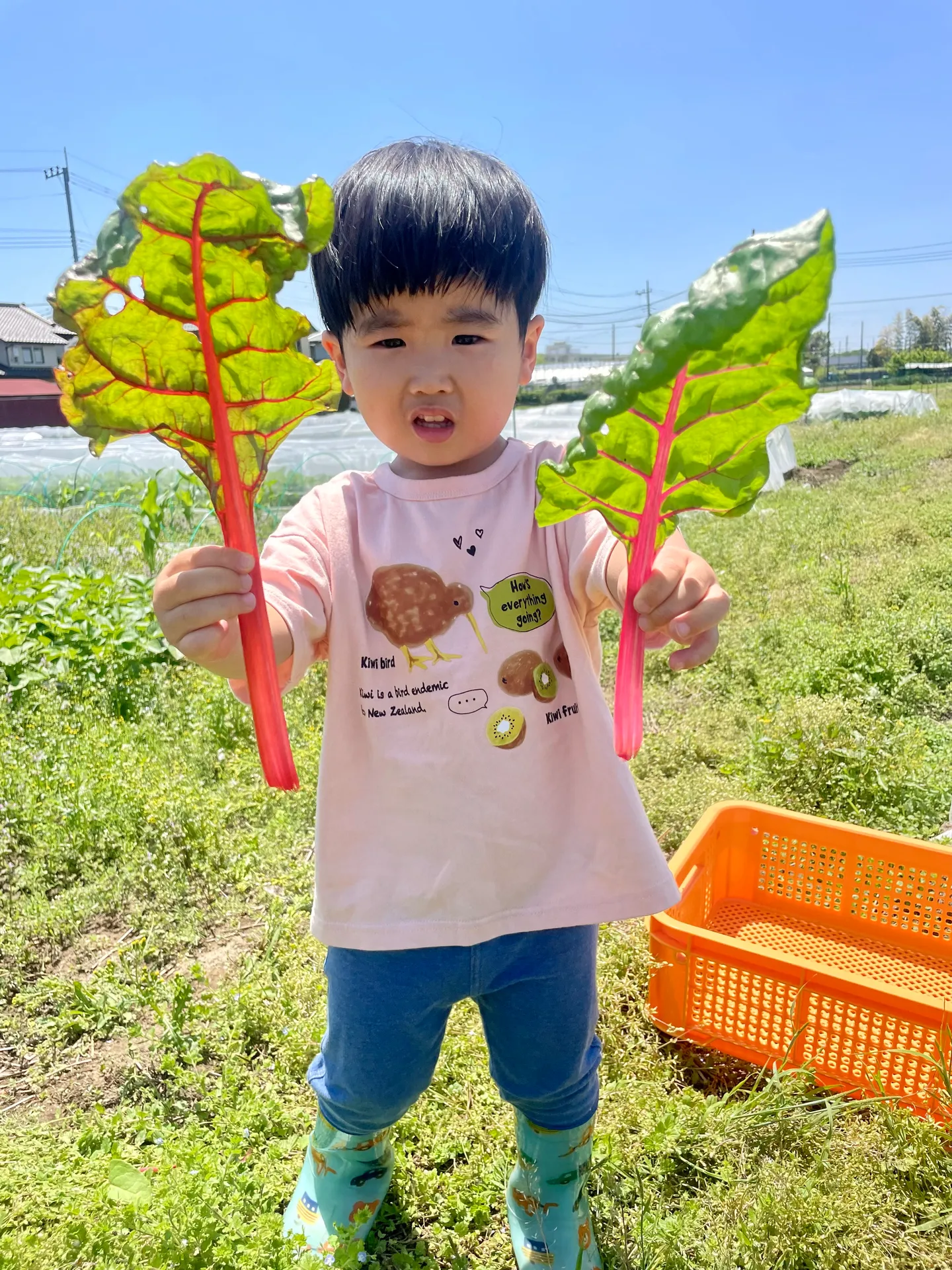 【埼玉・鴻巣】有機農業の畑で野菜セットをつくろう！(収穫体験)画像