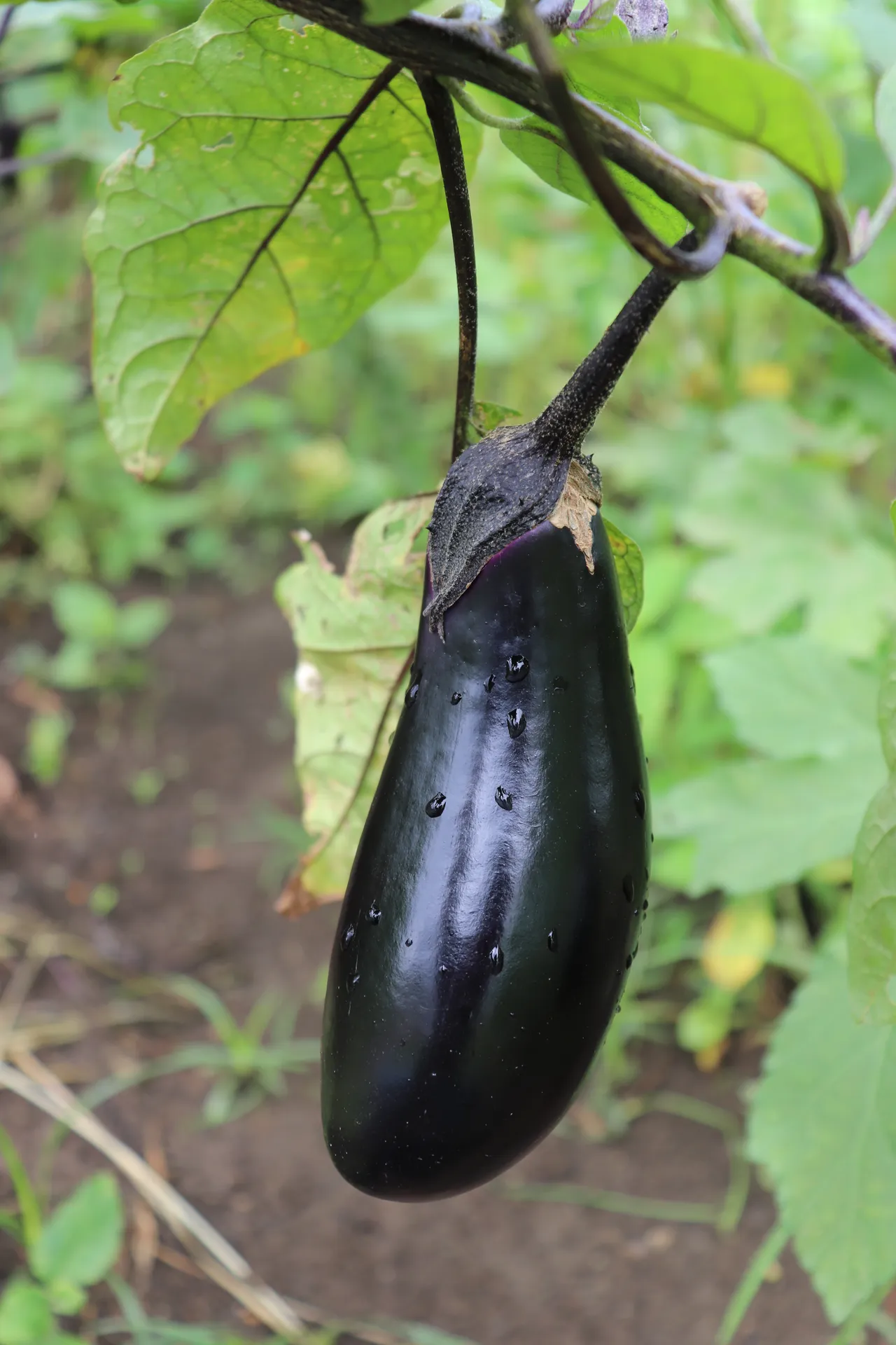 スーパーにない珍しい野菜を、採って・学んで・持ち帰る畑体験【掲載開始記念特別価格🎉】画像