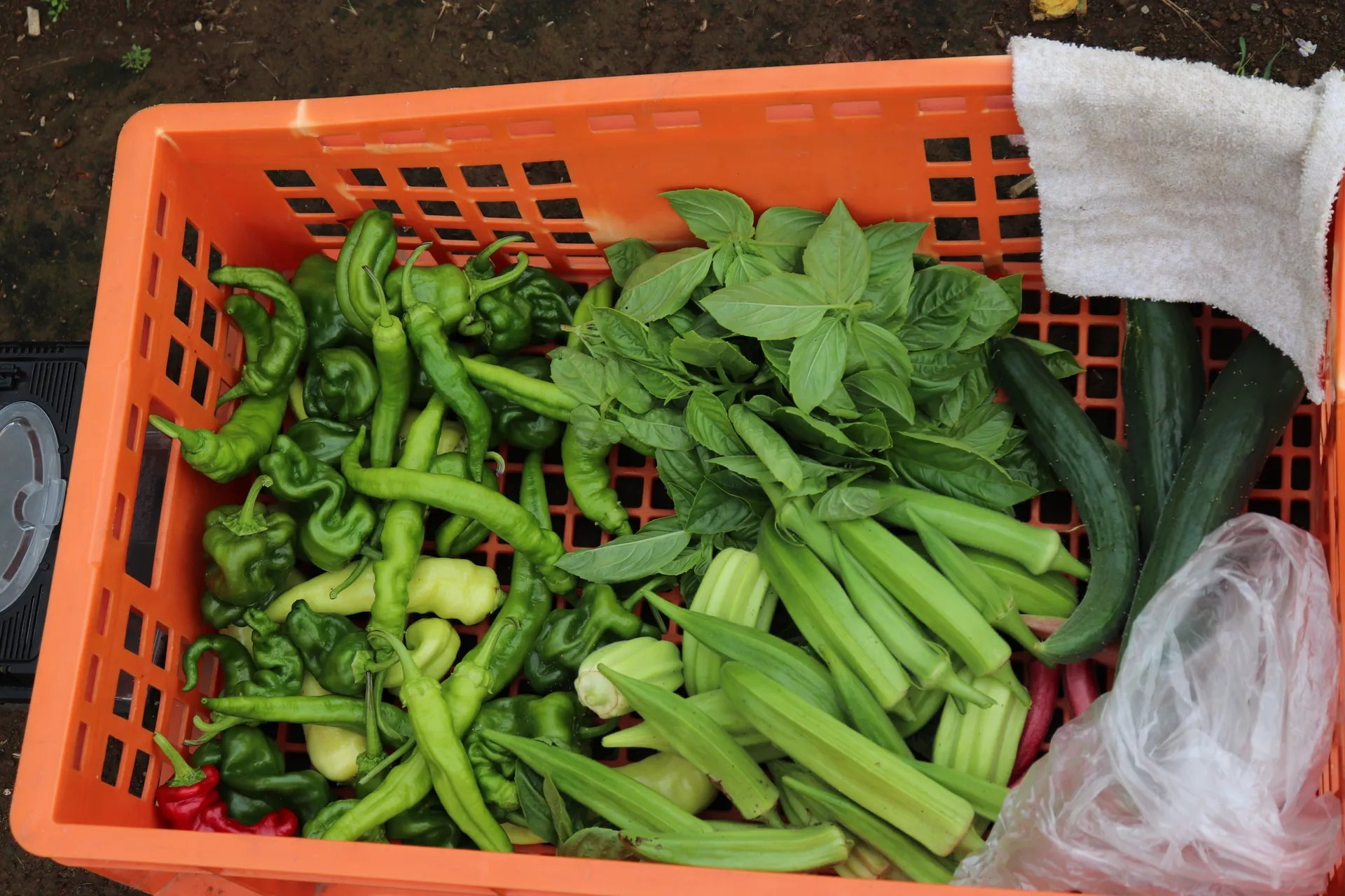 スーパーにない珍しい野菜を、採って・学んで・持ち帰る畑体験【掲載開始記念特別価格🎉】画像