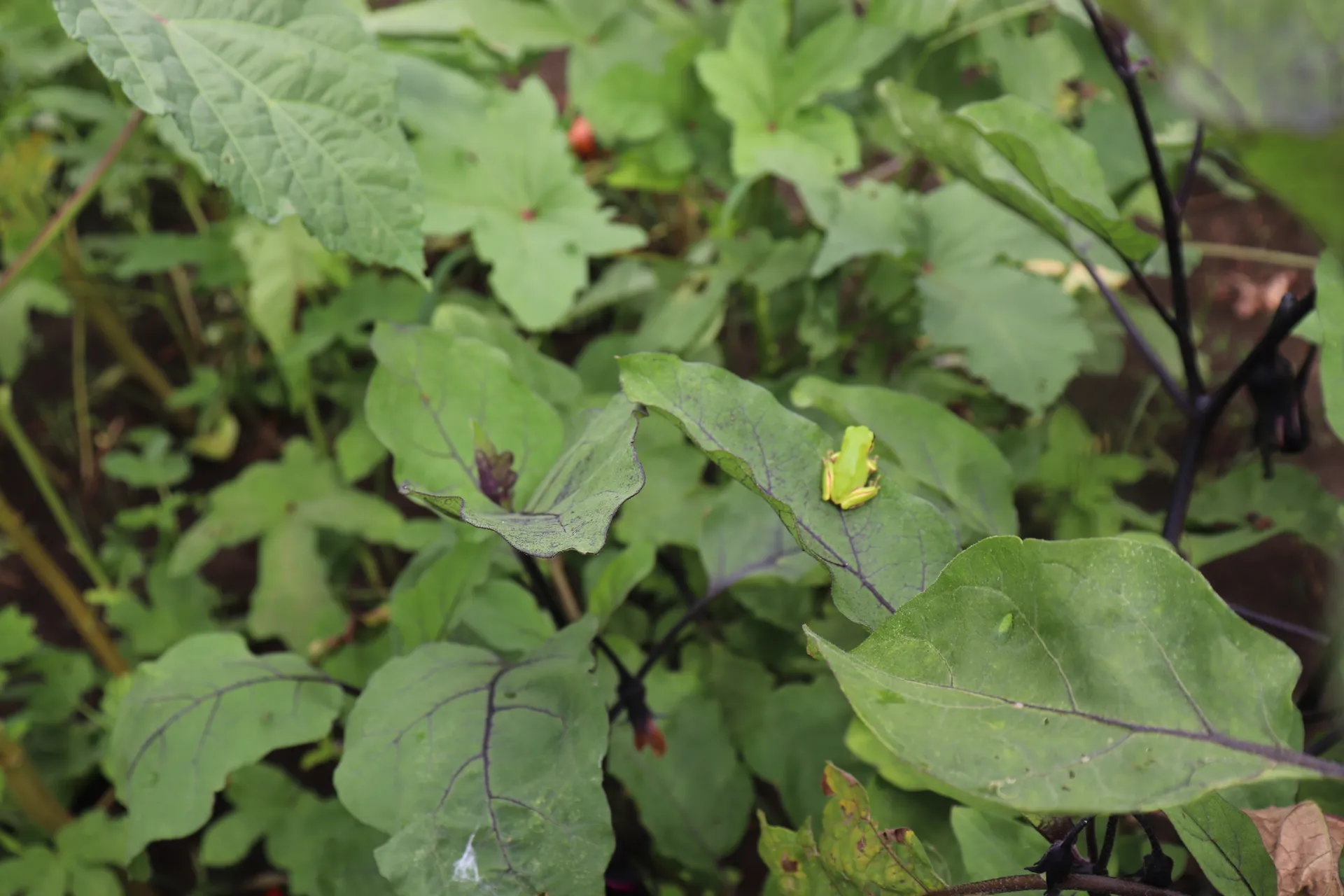 スーパーにない珍しい野菜を、採って・学んで・持ち帰る畑体験【掲載開始記念特別価格🎉】画像