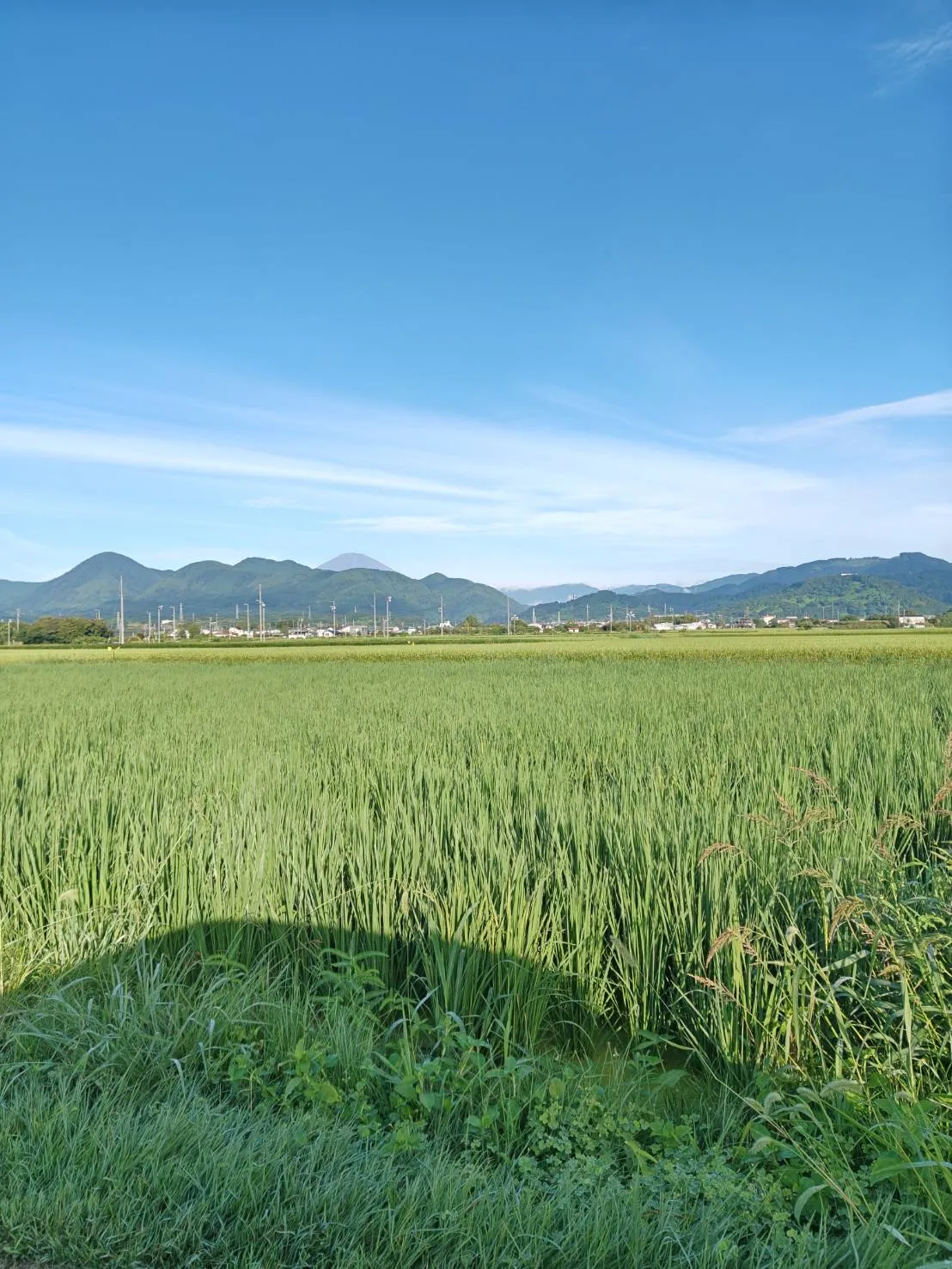 スーパーにない珍しい野菜を、採って・学んで・持ち帰る畑体験【掲載開始記念特別価格🎉】画像