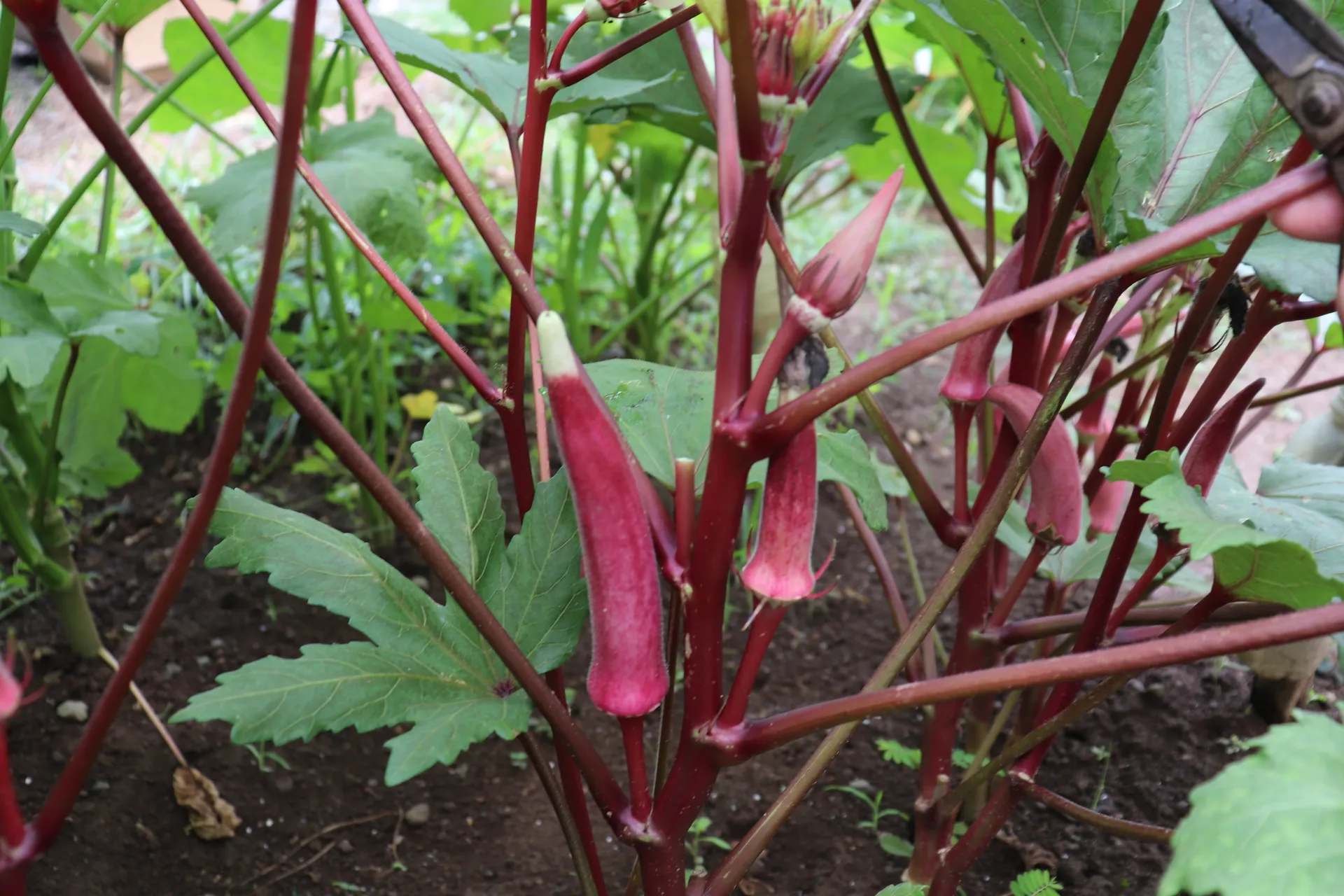 スーパーにない珍しい野菜を、採って・学んで・持ち帰る畑体験【掲載開始記念特別価格🎉】画像