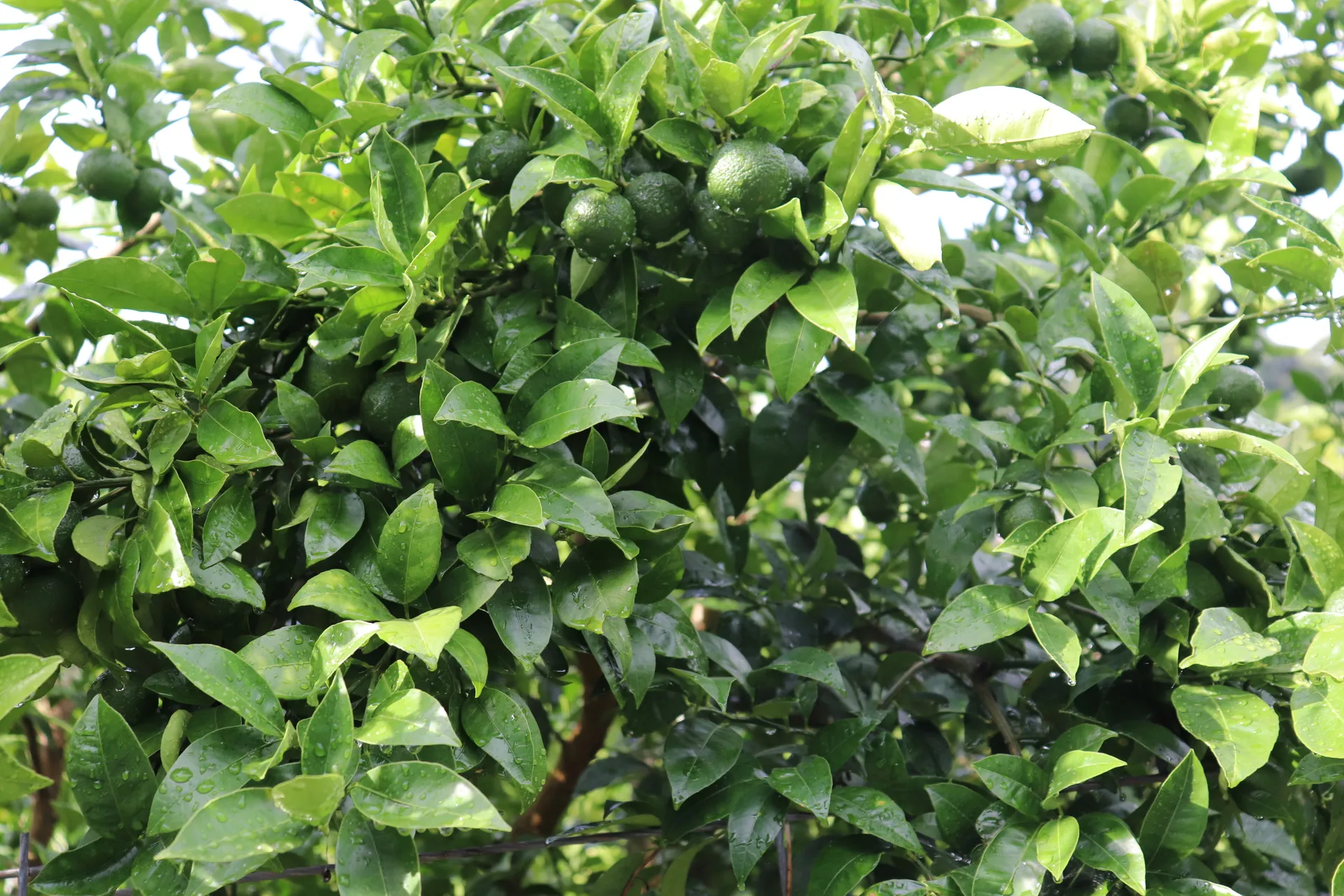 【神奈川県小田原】2日間限定開催！北限のみかんと珍しい国産キウイ収穫体験🍊🥝画像