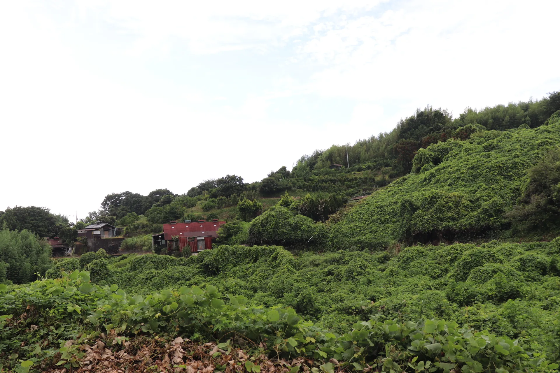 【神奈川県小田原】2日間限定開催！北限のみかんと珍しい国産キウイ収穫体験🍊🥝画像