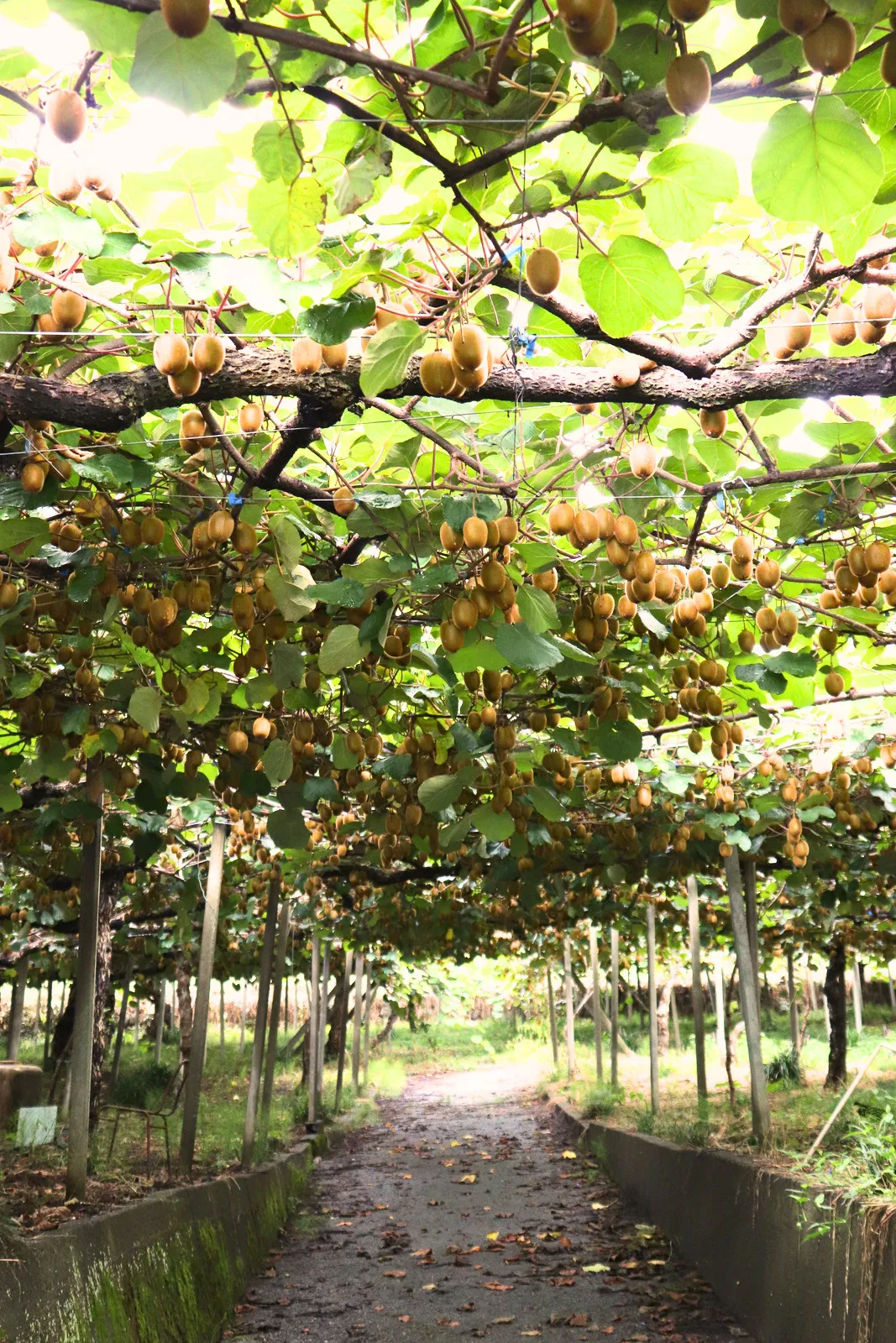 【神奈川県小田原】2日間限定開催！北限のみかんと珍しい国産キウイ収穫体験🍊🥝画像