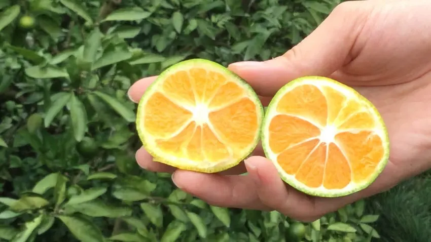 【神奈川県小田原】2日間限定開催！北限のみかんと珍しい国産キウイ収穫体験🍊🥝画像