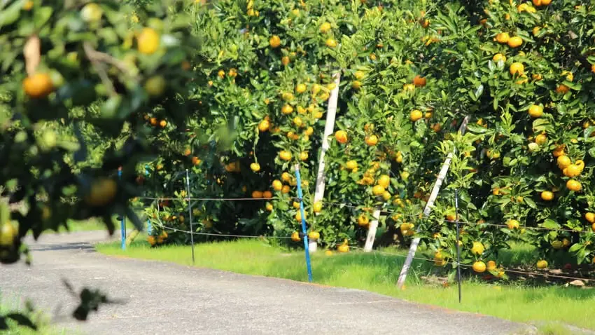 【神奈川県小田原】2日間限定開催！北限のみかんと珍しい国産キウイ収穫体験🍊🥝画像