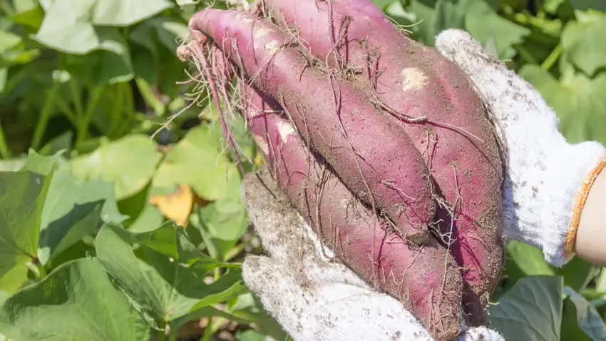 【神奈川・開成町】サツマイモと秋野菜の収穫体験｜採れた野菜は全部お持ち帰り画像