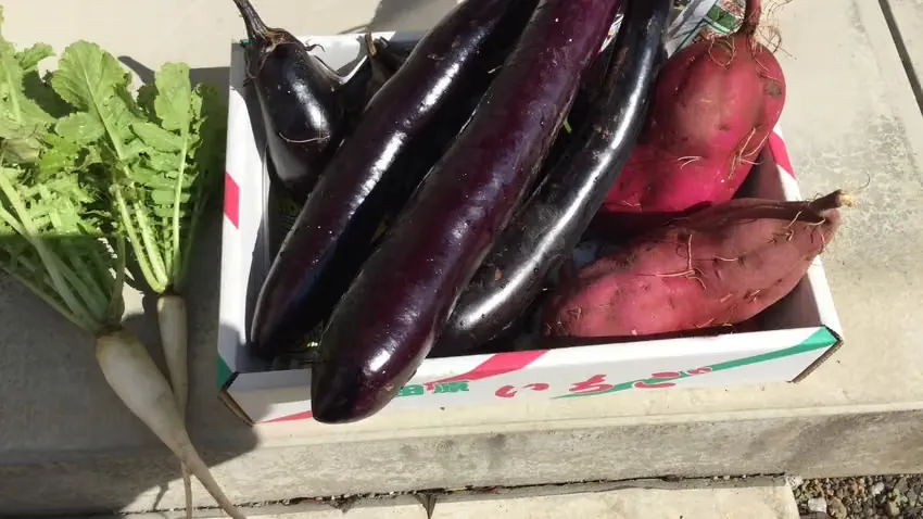 【神奈川・開成町】サツマイモと秋野菜の収穫体験｜採れた野菜は全部お持ち帰り画像