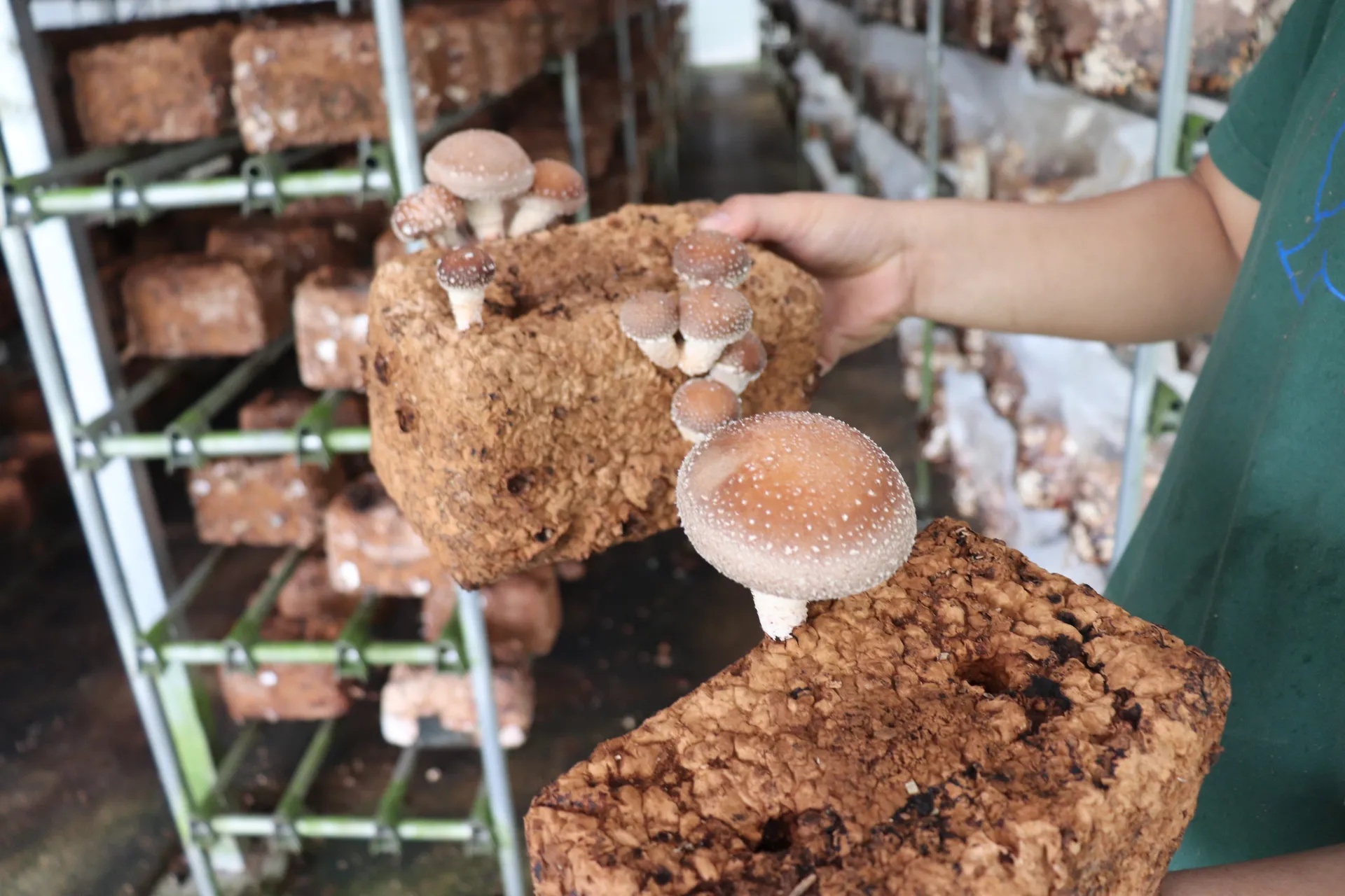 かわいいキノコたちに会いに行く！茨城・キノコ農園の収穫・農業体験（お土産つき）画像