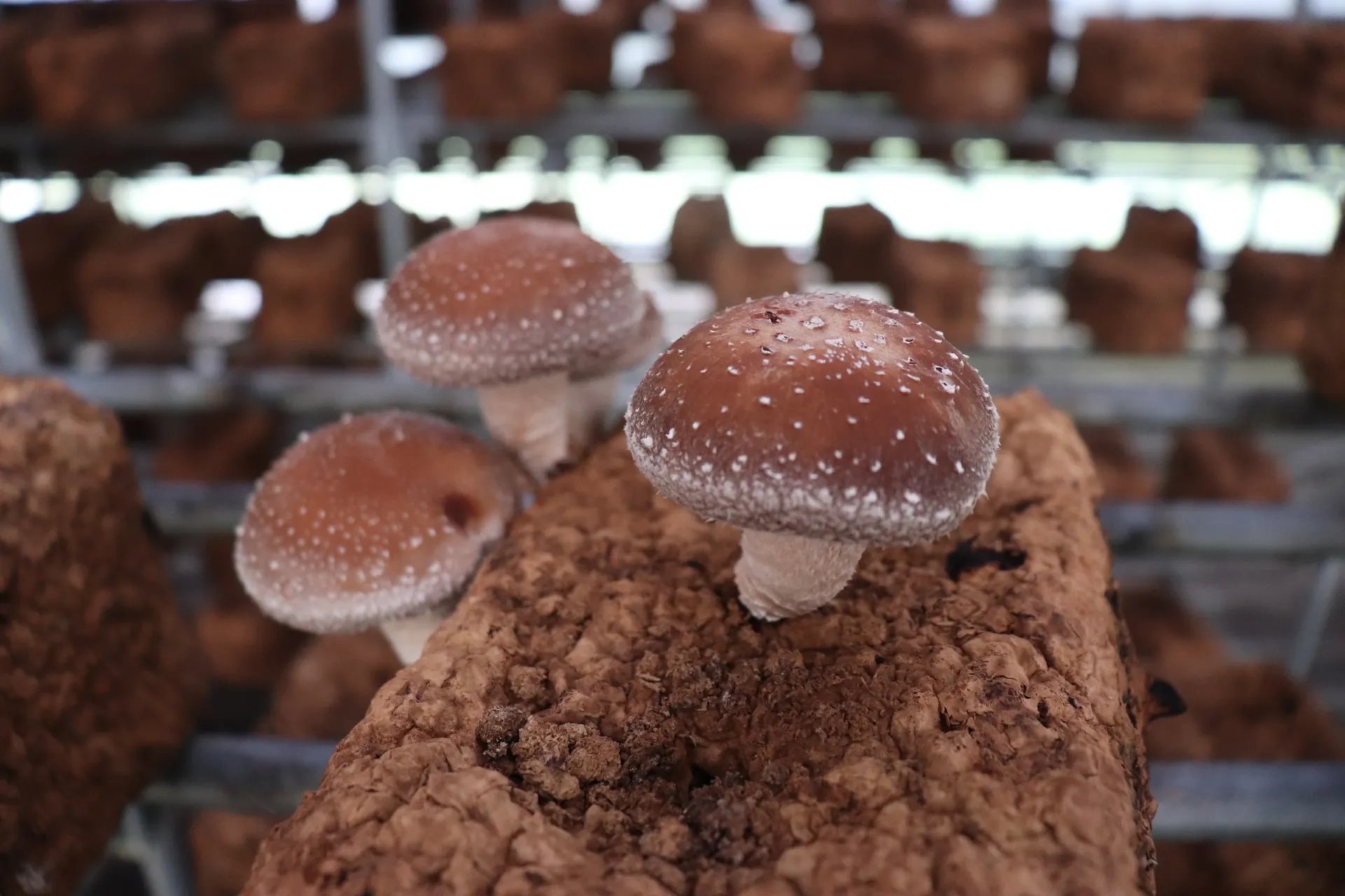 かわいいキノコたちに会いに行く!茨城・キノコ農園の収穫・農業体験(お土産つき)