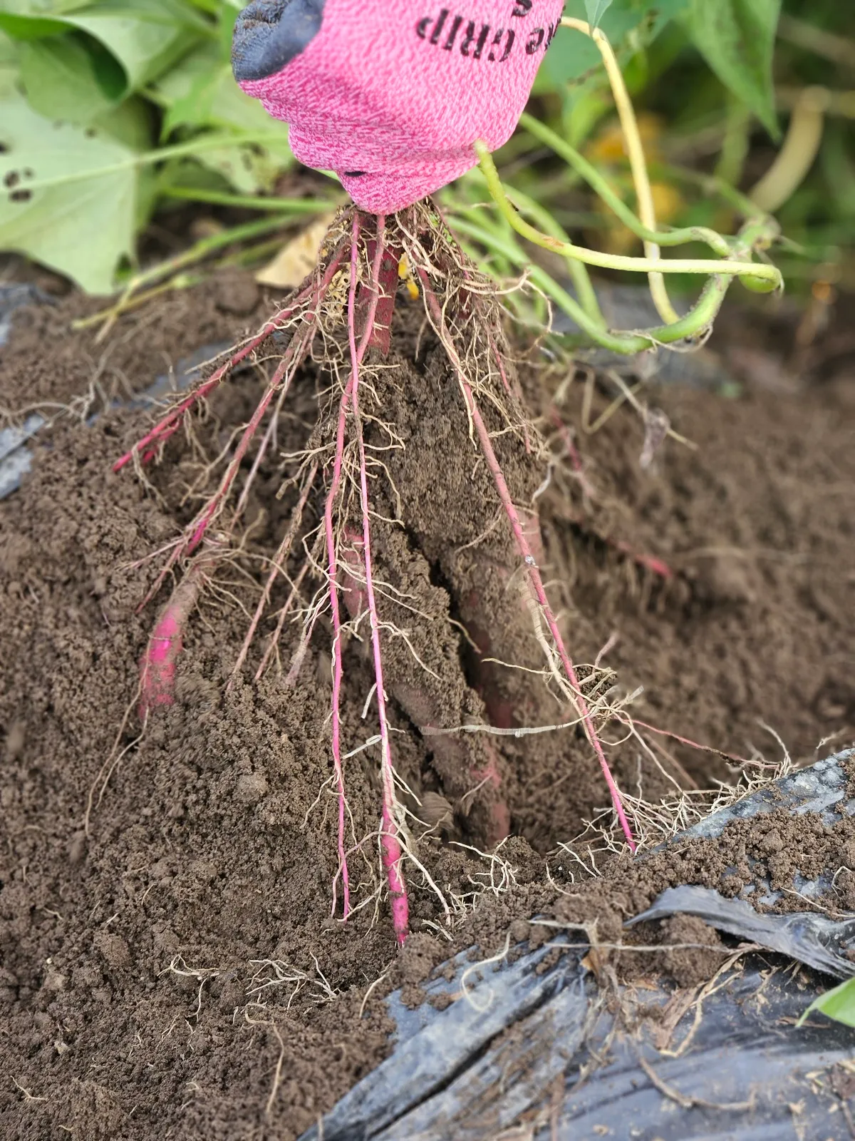 お気に入りのオイモを見つけよう！│南アルプスを望みながら、お芋掘り体験画像