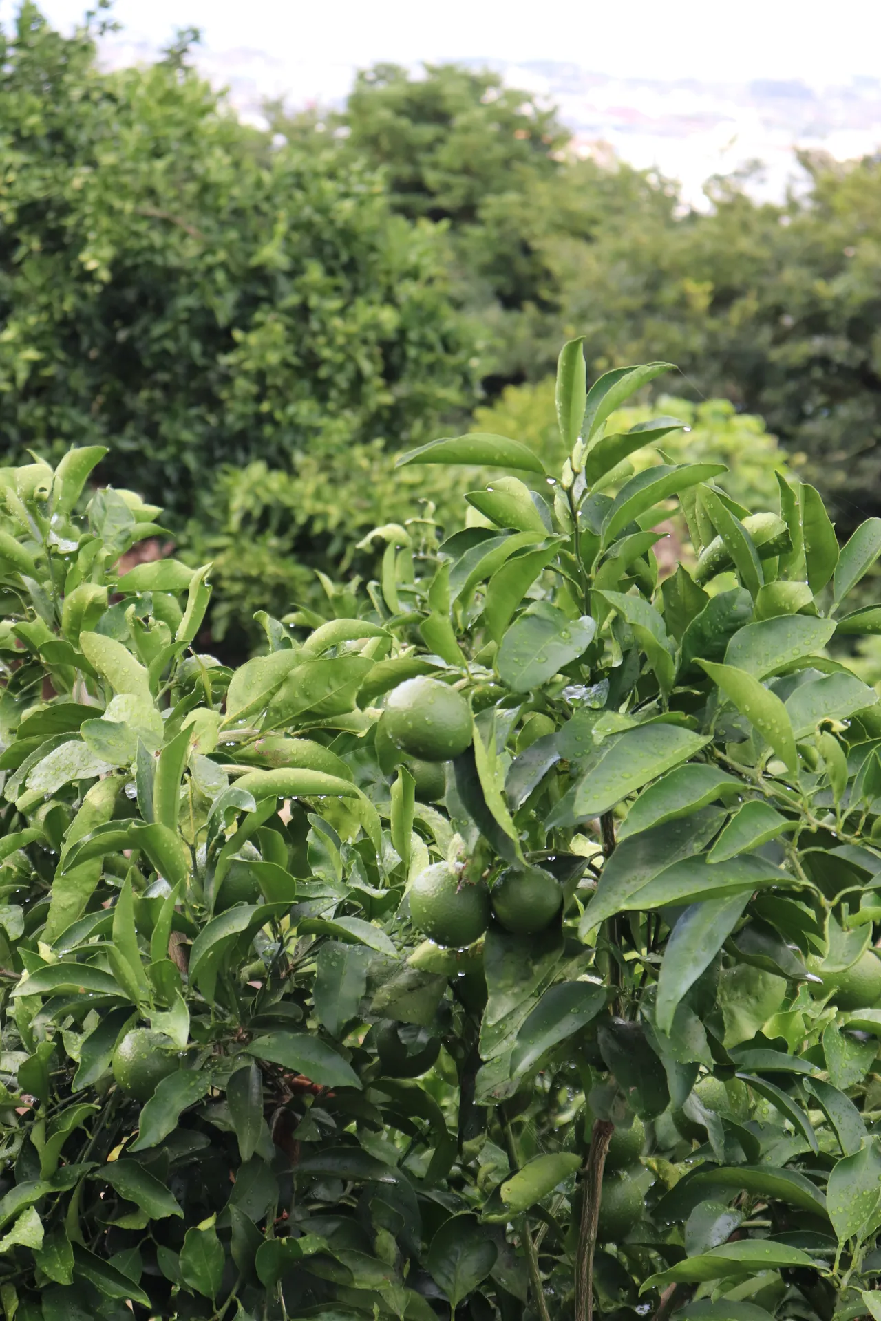 野菜ーに 相册 6