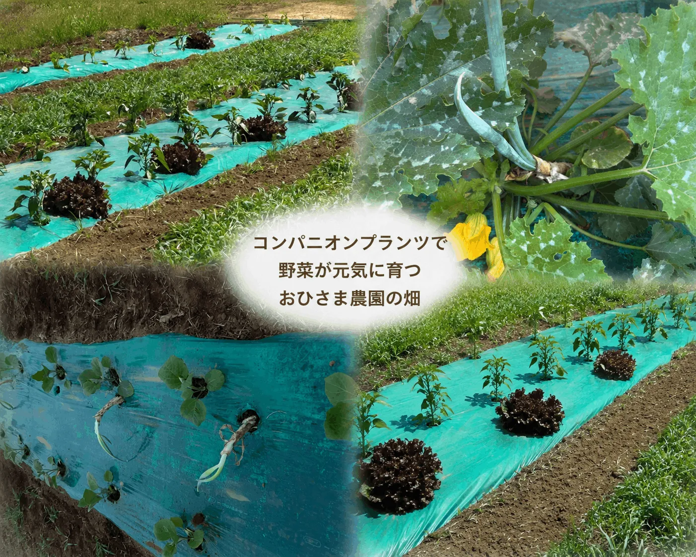 おひさま農園ギャラリー3